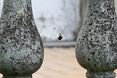 IMG_0385_DxO 