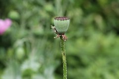 IMG_0422_DxO 