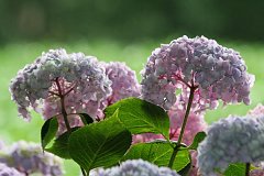 IMG_0423_DxO 