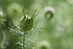 IMG_0424_DxO 