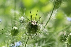 IMG_0425_DxO 