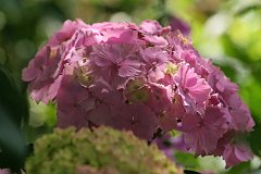 IMG_0426_DxO 