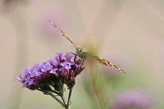 IMG_0448_DxO 
