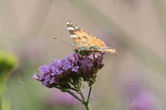IMG_0449_DxO 