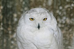 IMG_0497_DxO 
