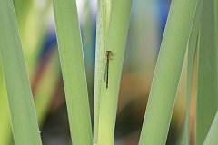 IMG_0504_DxO 