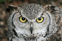 IMG_0506_DxO 