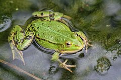 IMG_0517_DxO 